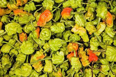 “极受欢迎”的经典世嘉IP将用于NFT Web3游戏